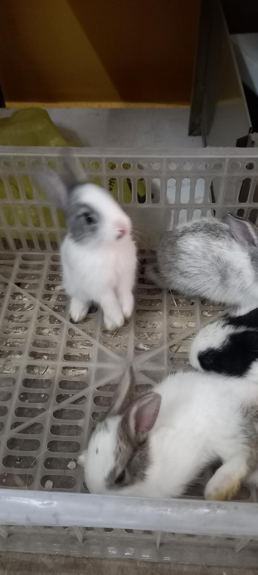 Hop into Happiness